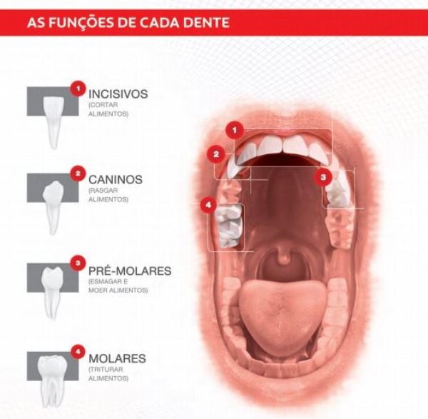 Funo dos Dentes